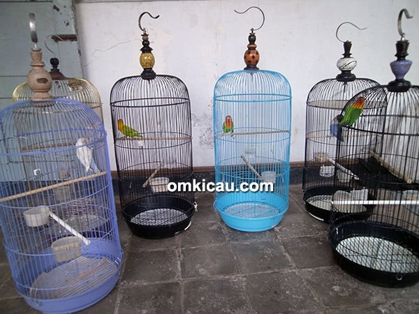 Breeing lovebird Om Antok Palm