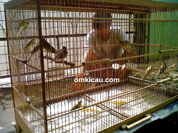 Marcopollo Canary Kotagede