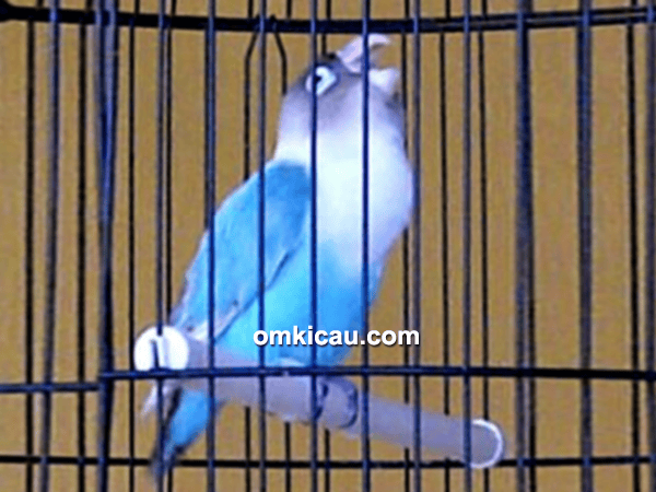Lovebird Dewi Sri