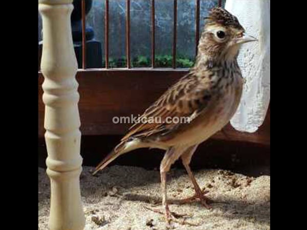 Video dan audio sonca, burung branjangan dari Vietnam - OM ...