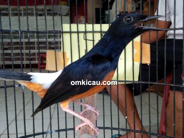 lelang murai batu L97