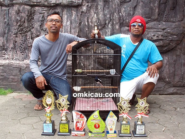 Om Theo dan kacer Cobra