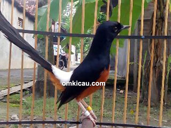 Murai batu Rawa Rontek
