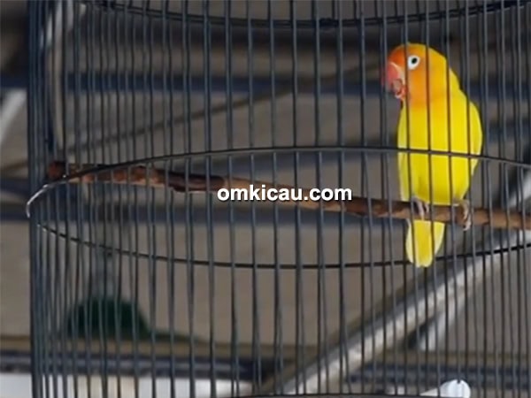 Aksi lovebird Awe We