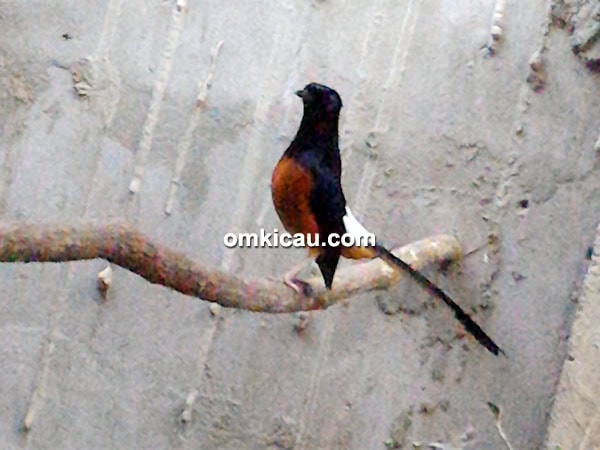 Murai batu Killer