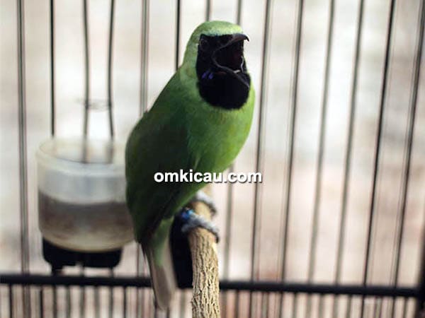 Cucak hijau Super Croot