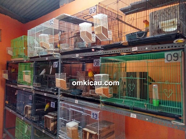 Breeding lovebird AWK-IP Bird Farm