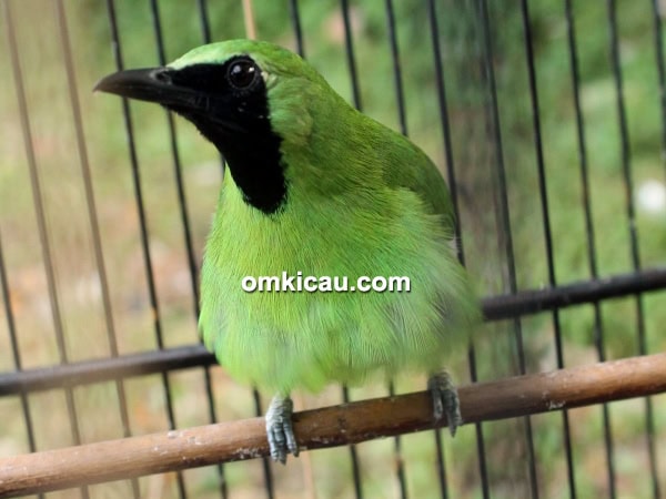 Cucak hijau Bos Jawa
