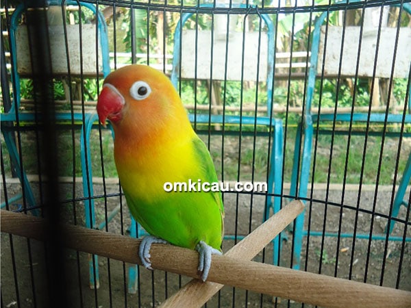 Lovebird Unyil
