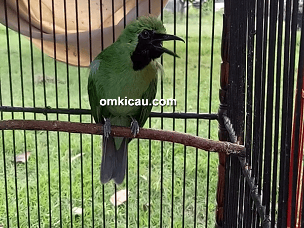 Cucak ijo Berlyn