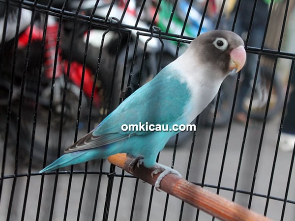 lovebird Germo