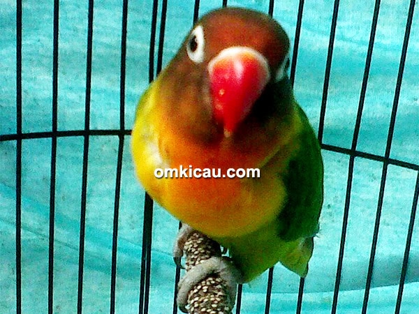 lovebird Prabu