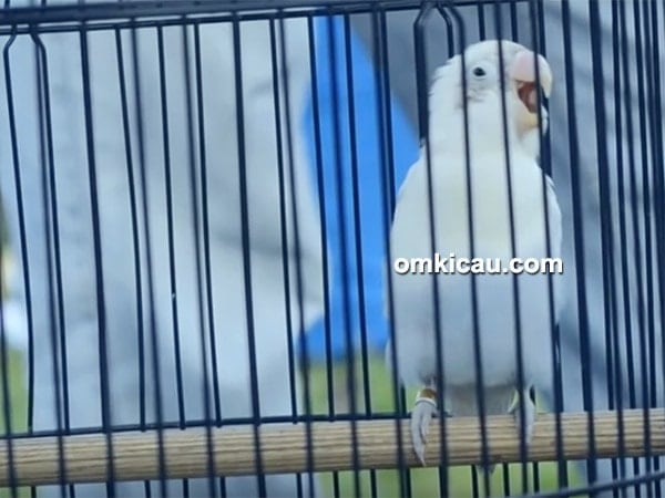 lovebird Rossidin