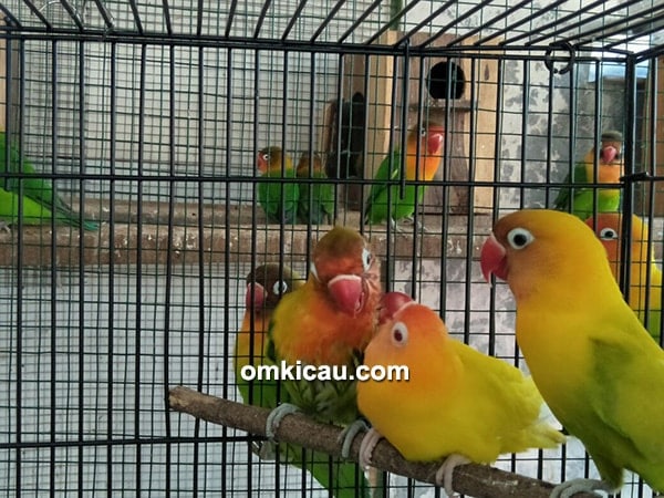 ternak lovebird baby prestasi