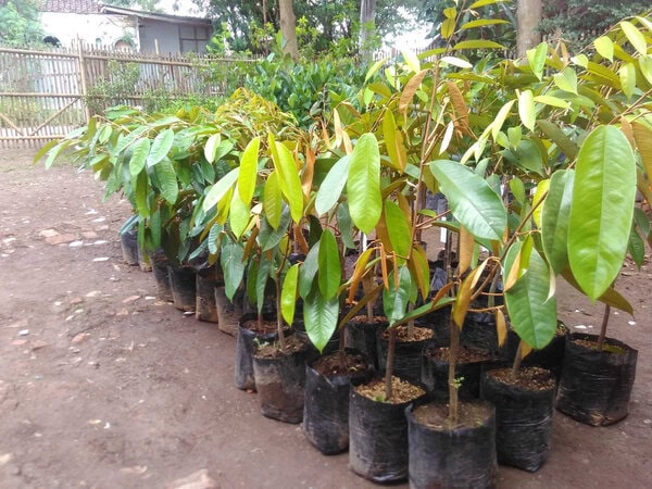 bibit durian montong