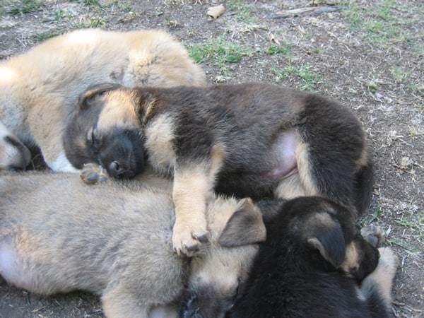 Puppy Pile Puppy Pile