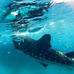 Best things to do in Holbox, Mexico. Where to swim with whale sharks in Holbox, Best restaurants in Holbox, How to get to Holbox, Best bars in Holbox, Where to stay in Holbox,