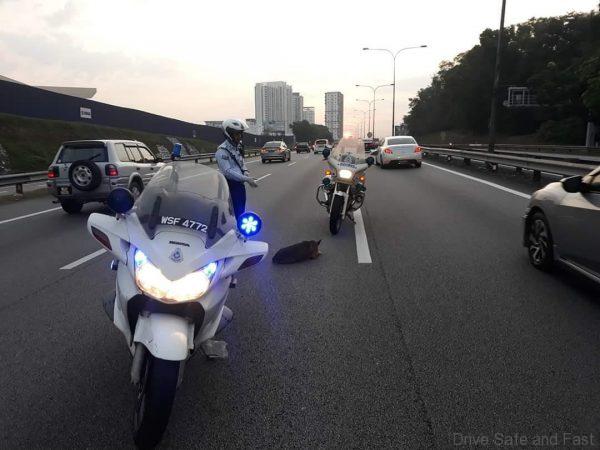 Traffic Police Officer Stops To Save An Injured Dog