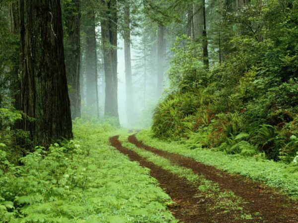 fotografare le foreste