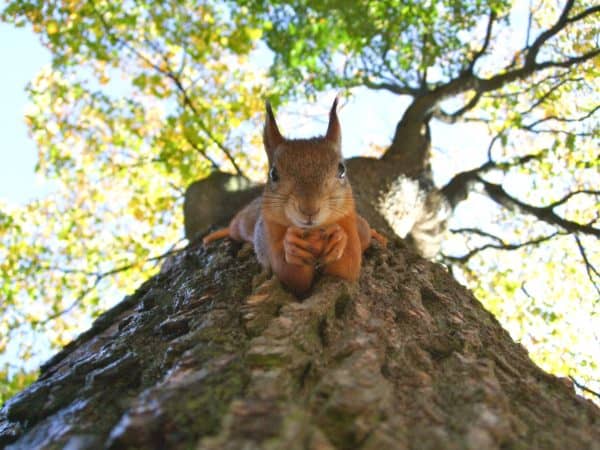 7 errori da evitare quando si fotografa la fauna selvatica