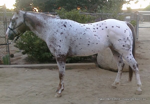 Rocky - Appaloosa Horse Photography Rocky - Appaloosa Horse Photography