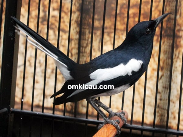 Kacer Setan Hitam Jr