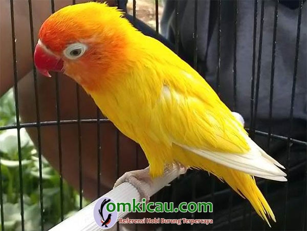 lovebird Tole lovebird Tole