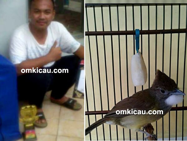 Cucak jenggot New Kunti milik Om Iyang Linun