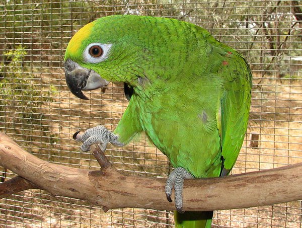 burung parrot-Yellow-crowned amazon burung parrot-Yellow-crowned amazon