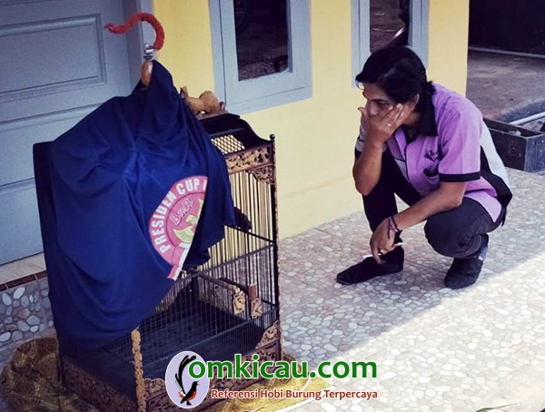 cara merawat burung kacer