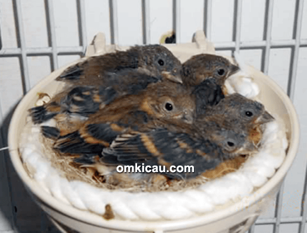 Anakan red siskin