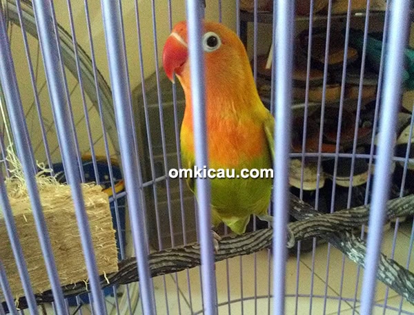 Lovebird jawara
