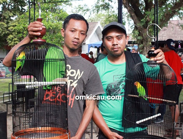 Lovebird Maracana milik Om Purwantoro