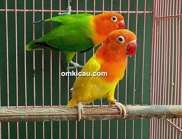mencetak lovebird biola mencetak lovebird biola