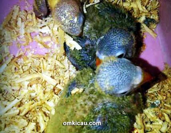 Breeding lovebird Black Pegasus BF Bekasi
