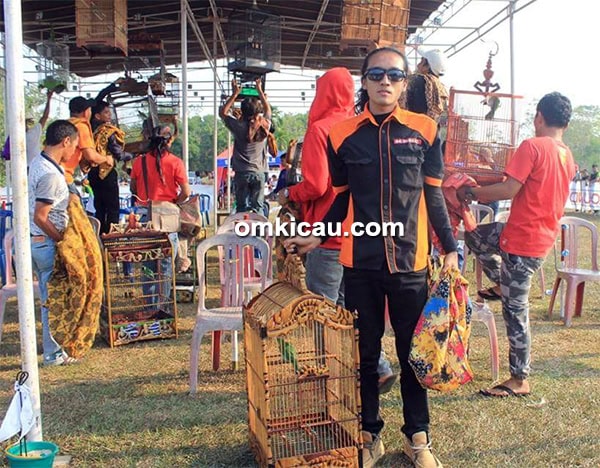 Juara cucak hijau