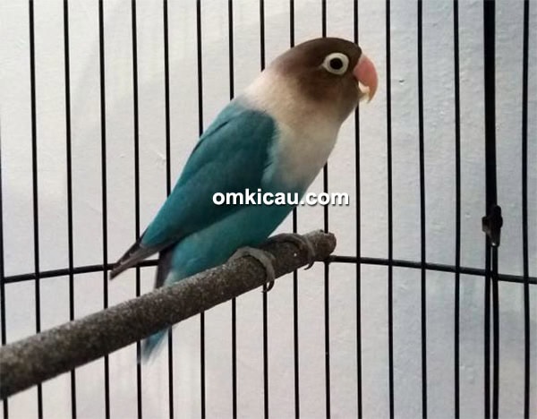lovebird Skyblue lovebird Skyblue