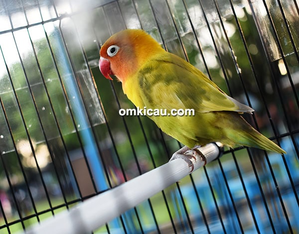 Lovebird Sekar Wangi