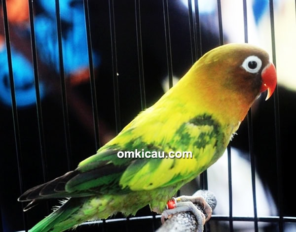 Lovebird Xena Lovebird Xena