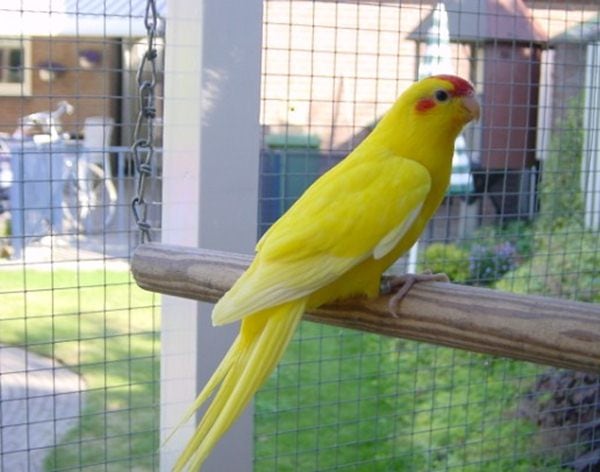 Burung kakariki