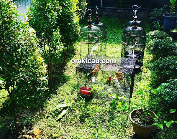 hasil breeding Athar BF