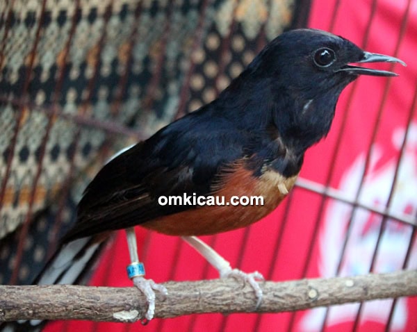 Murai batu Ketu