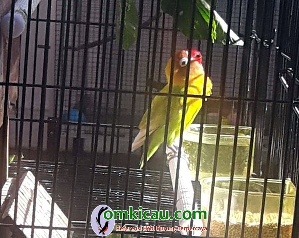 cara merawat burung lovebird