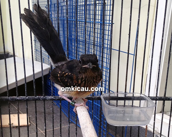 breeding murai batu Izumi BF Cibinong