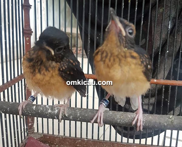 cara ternak burung murai batu