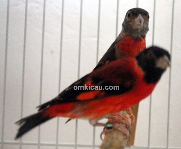 Red siskin di Trisakti BF