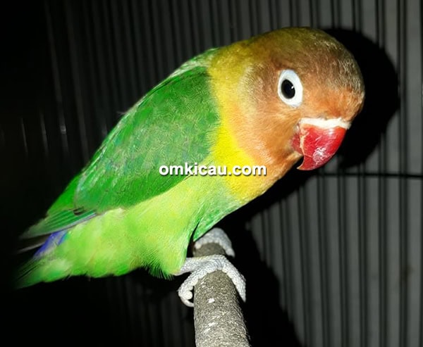 Lovebird Eling