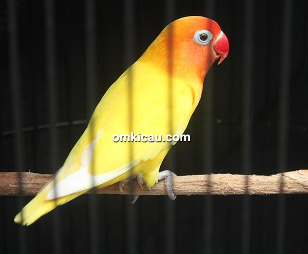 lovebird May May lovebird May May