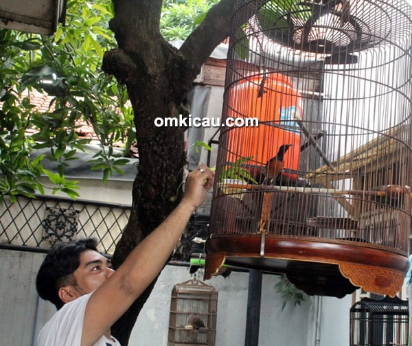 RMA Bird Shop - murai batu siap lomba