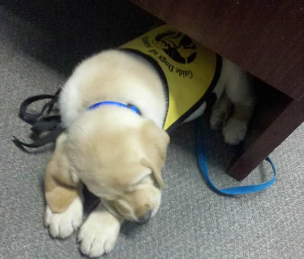 Dublin Guide Dog Pup Dublin Guide Dog Pup